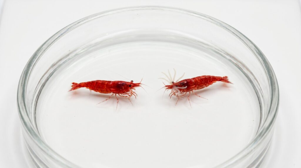 two shrimp compared side by side showing healthy rostrum versus Scutariella worm crown