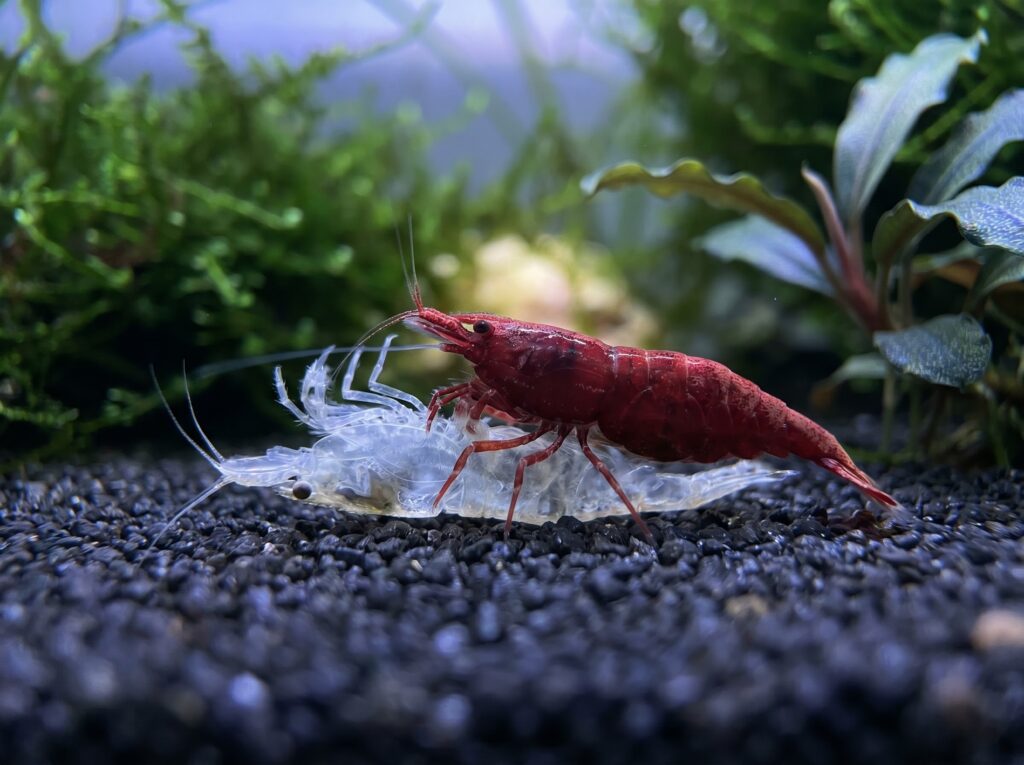 cherry shrimp eating its own discarded exoskeleton to reclaim calcium after molting