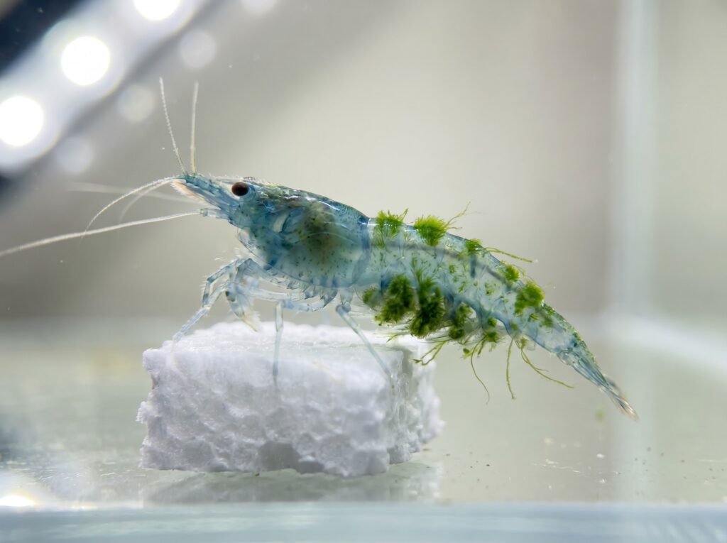 shrimp underside showing green Cladogonium algae growth along the abdominal segments
