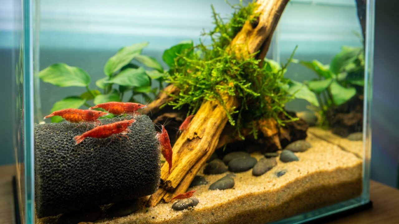 thriving cherry red Neocaridina shrimp colony grazing on a sponge filter in a planted nano tank