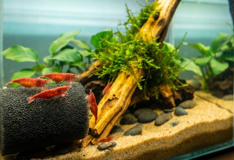 thriving cherry red Neocaridina shrimp colony grazing on a sponge filter in a planted nano tank