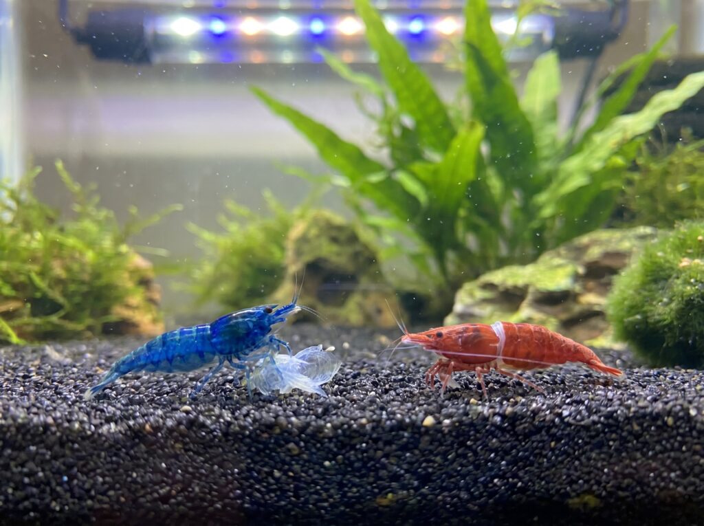 two dwarf shrimp side by side showing normal molt compared to failed white ring molt