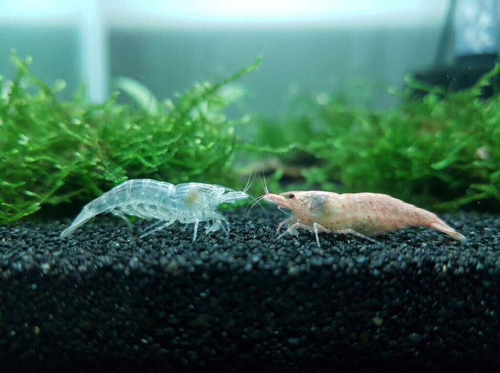 Transparent shrimp molt shell next to a pale dead cherry shrimp on aquarium substrate