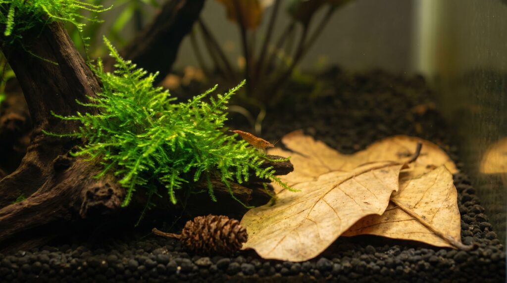 java moss and catappa leaf botanicals in a freshwater shrimp tank with cherry shrimp grazing