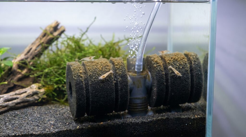 aquarium sponge filter with baby Neocaridina shrimplets grazing on its surface in a planted tank