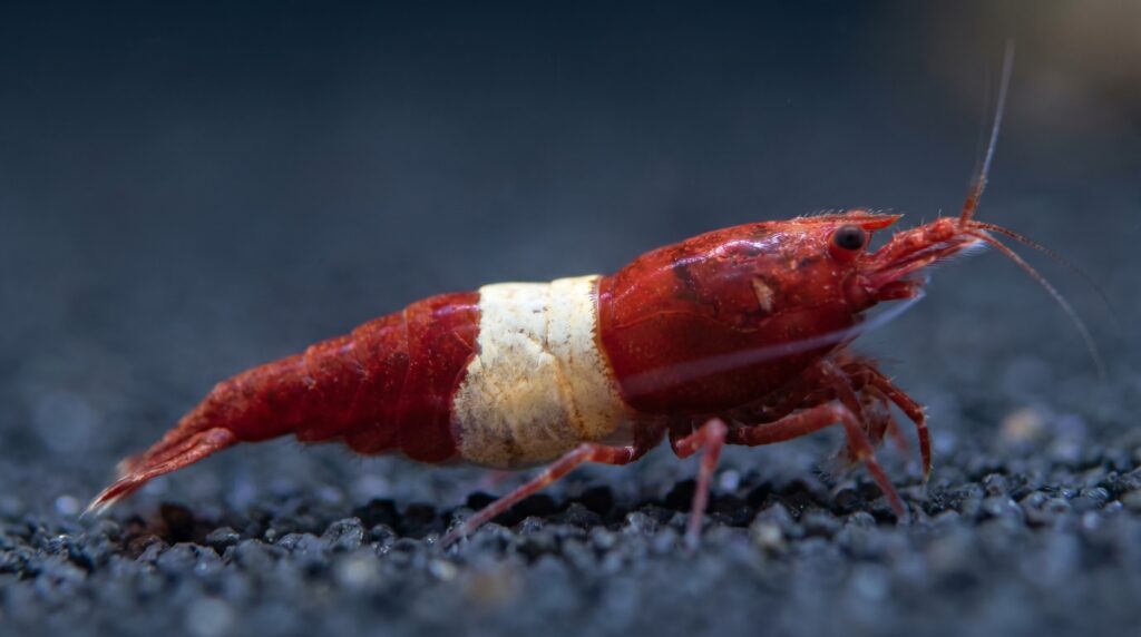 shrimp showing white ring of death encircling the body at the carapace-abdomen junction