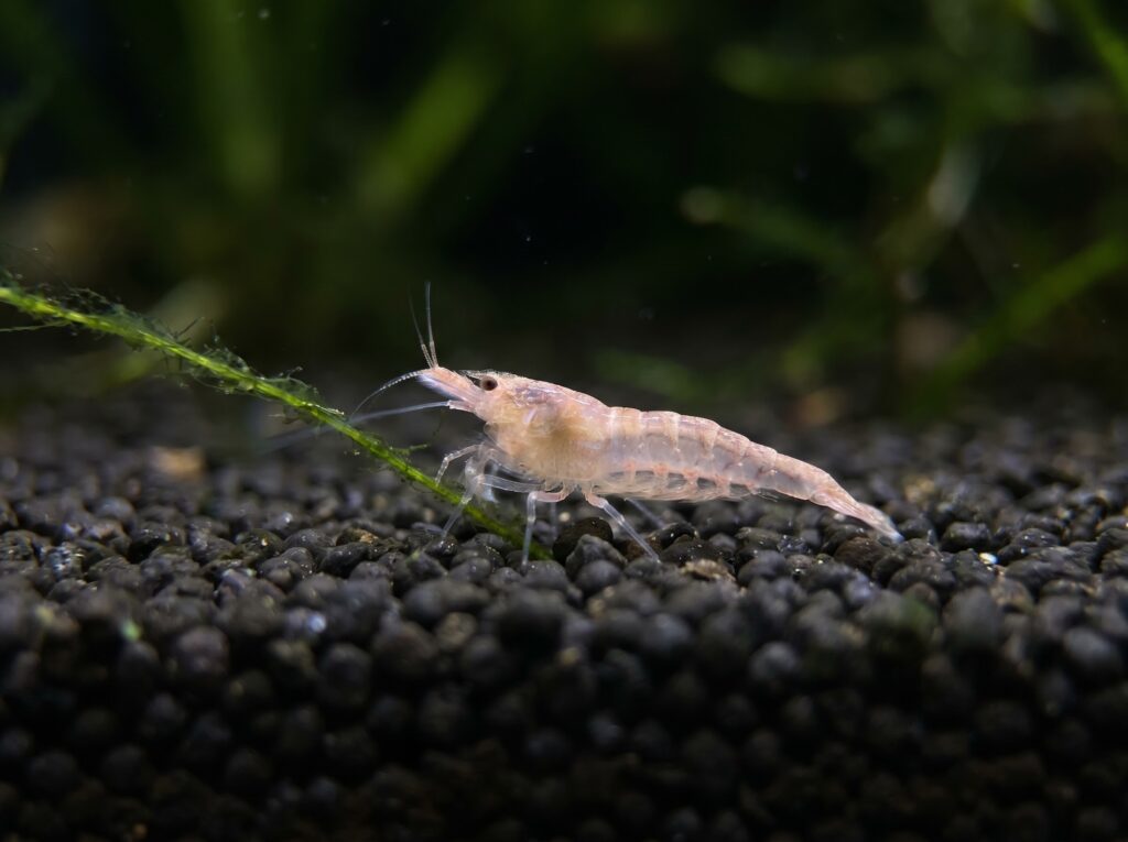 Newly hatched shrimplet around 1.5 mm long on dark aquarium substrate
