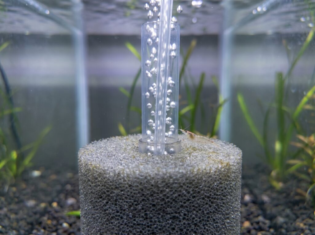 Close-up of a sponge filter airlift tube with bubbles and a juvenile shrimp grazing nearby