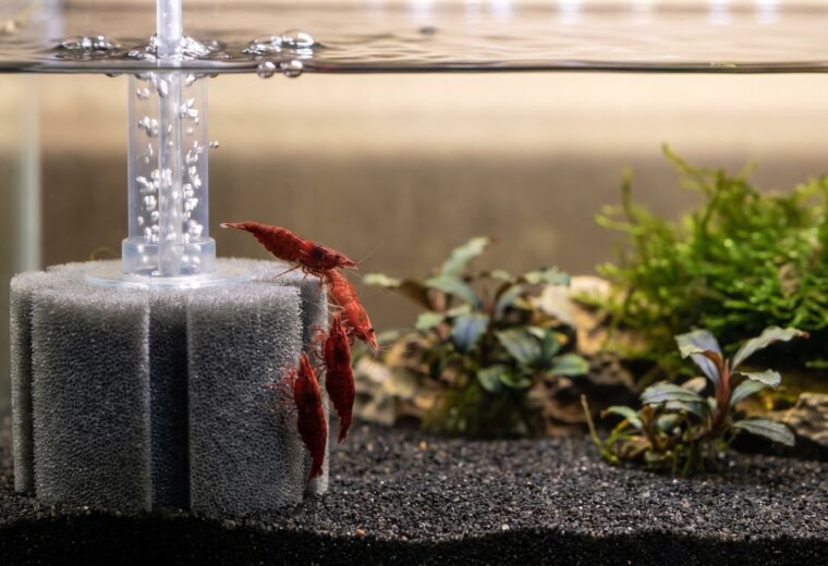 Red cherry shrimp grazing on a sponge filter in a planted nano aquarium