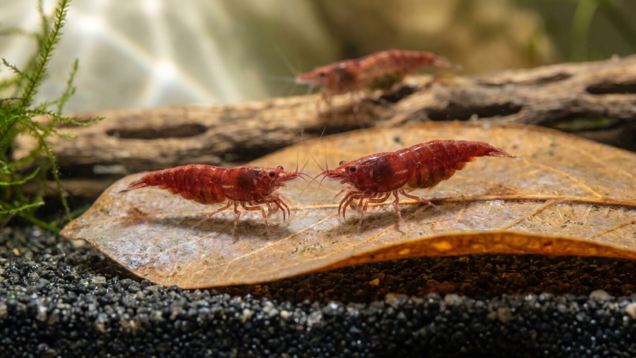 Two red cherry shrimp grazing biofilm from an Indian almond leaf in a planted aquarium
