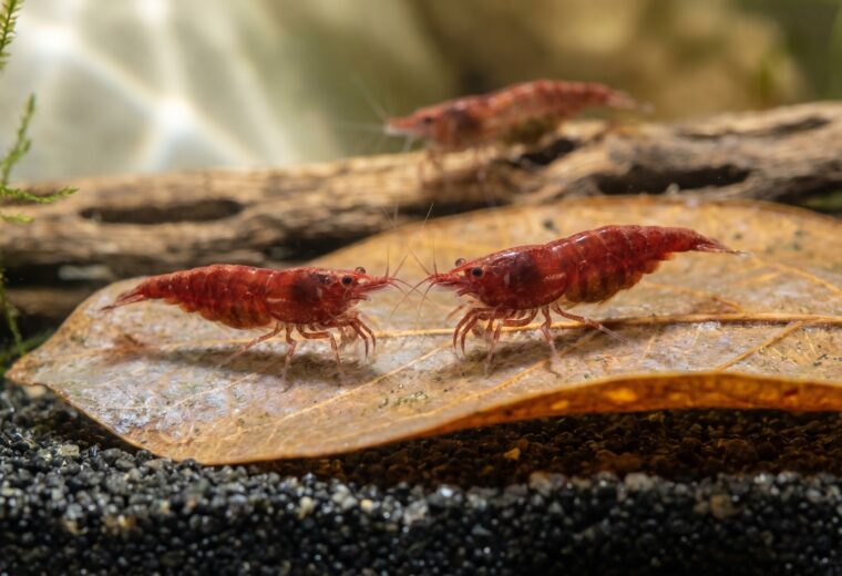 Two red cherry shrimp grazing biofilm from an Indian almond leaf in a planted aquarium