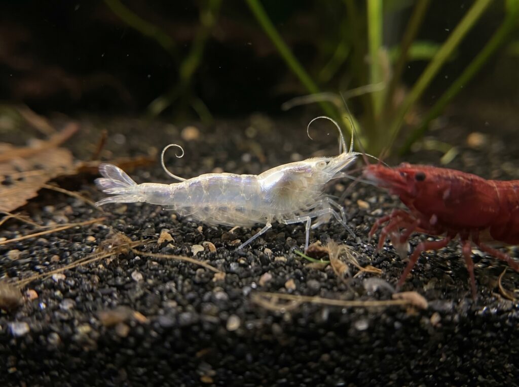 Translucent shrimp molt resting on dark aquarium substrate with approaching cherry shrimp