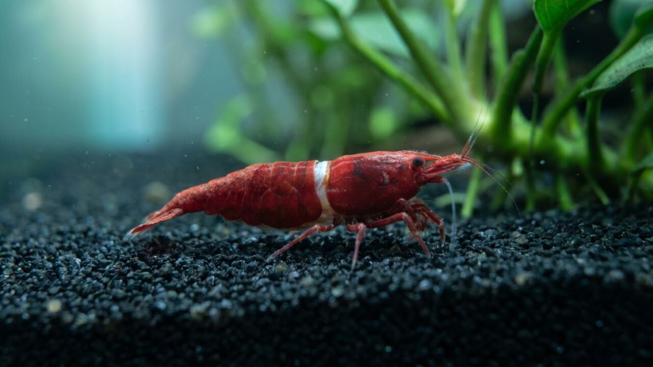 cherry shrimp with visible white ring of death across carapace on dark aquarium substrate