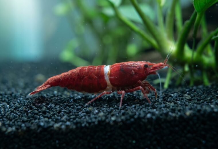 cherry shrimp with visible white ring of death across carapace on dark aquarium substrate