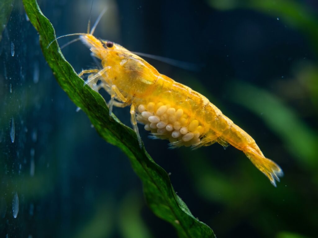 Berried female yellow shrimp carrying a full clutch of pale eggs beneath her abdomen