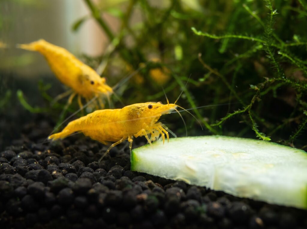 Yellow shrimp grazing on a blanched zucchini slice, a carotenoid-rich diet supplement