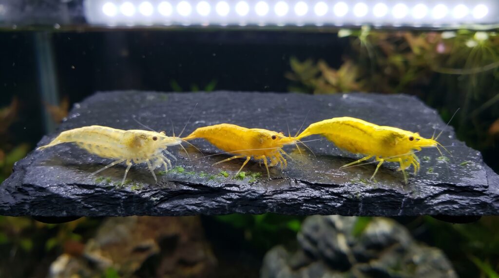 Three yellow Neocaridina shrimp showing low, mid, and high grade color depth side by side