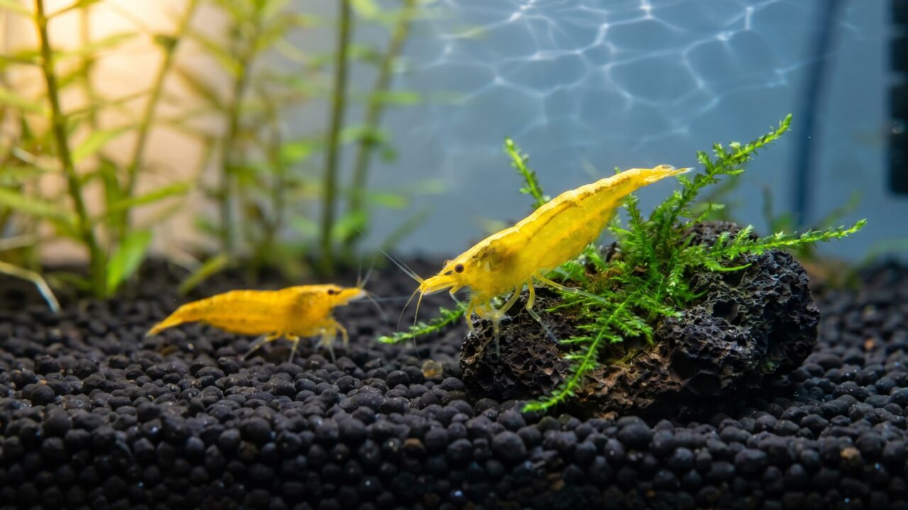 Golden Back yellow shrimp showing dorsal stripe alongside a solid Neon Yellow male on dark substrate