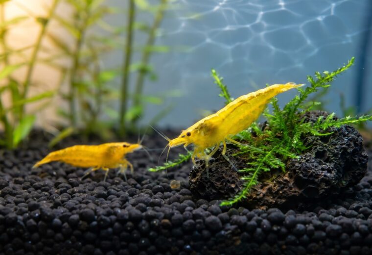 Golden Back yellow shrimp showing dorsal stripe alongside a solid Neon Yellow male on dark substrate